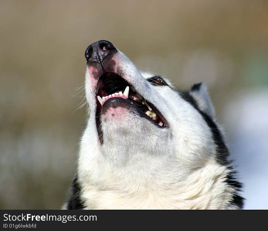 Siberian husky showing the teeth in a howl. Siberian husky showing the teeth in a howl