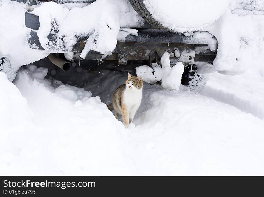 Cat in the winter environment, hiden under the car