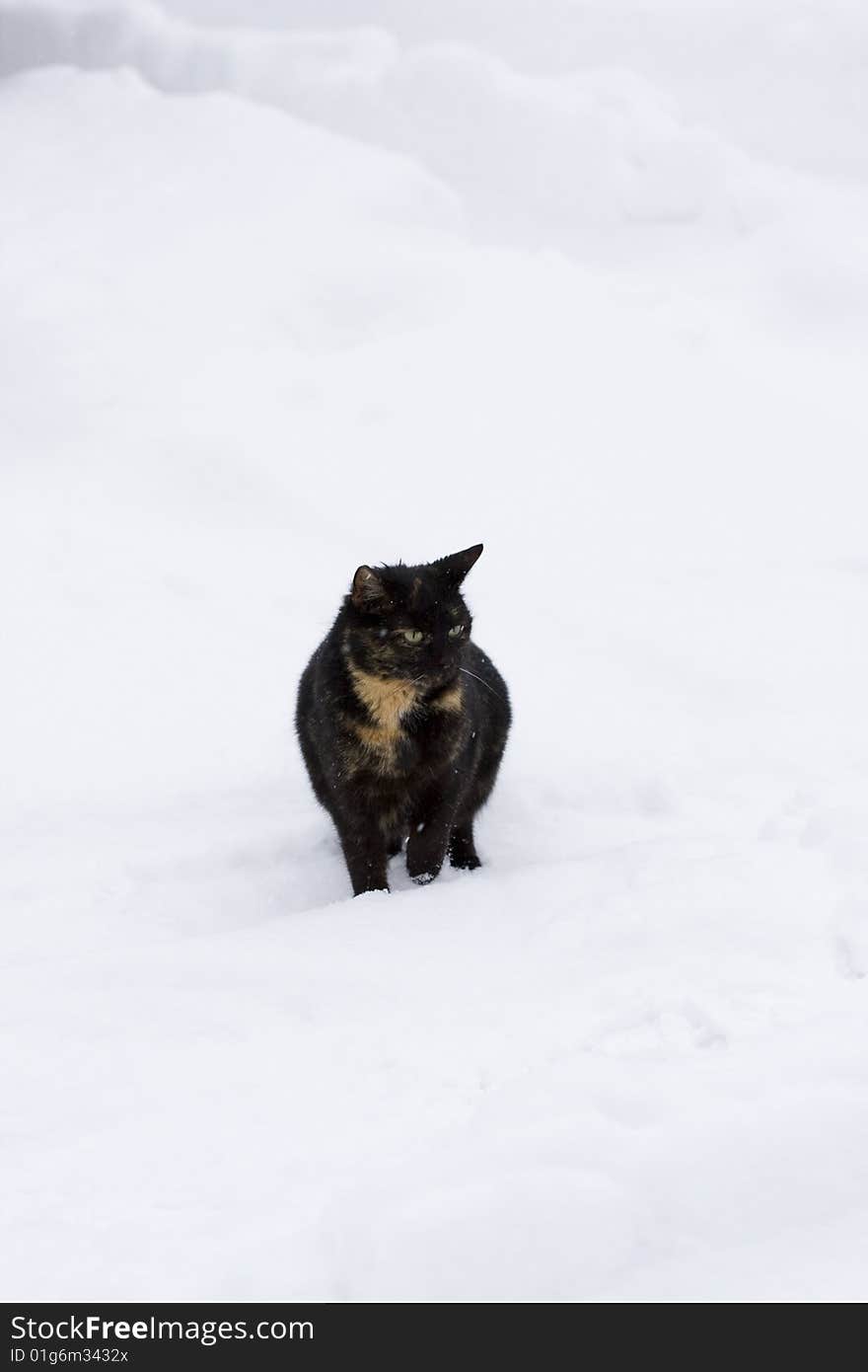 Cat in the winter environment