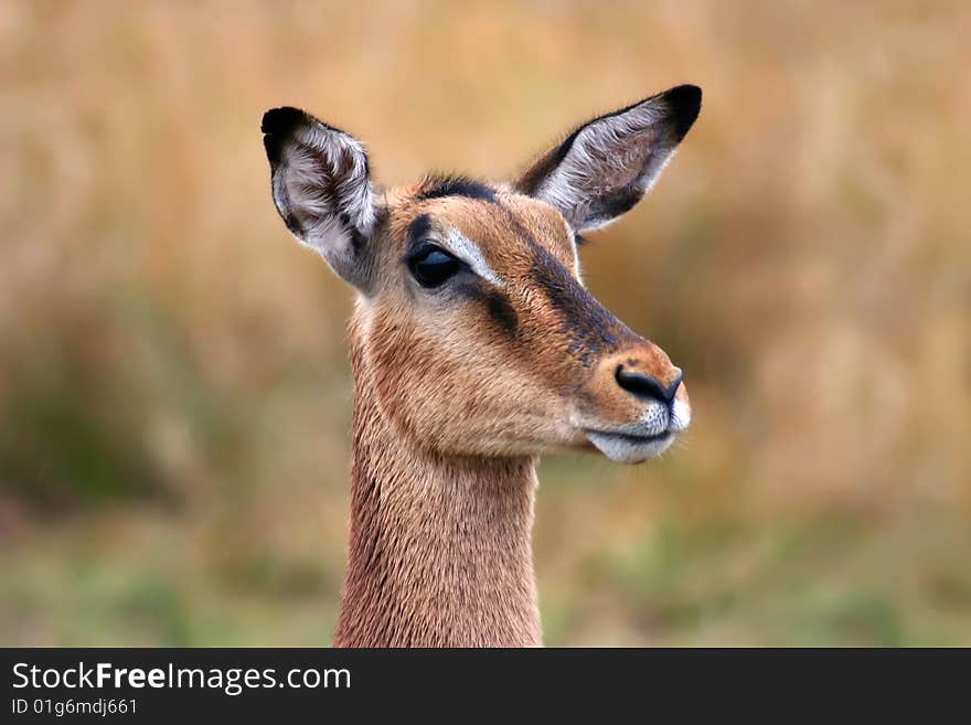 Impala