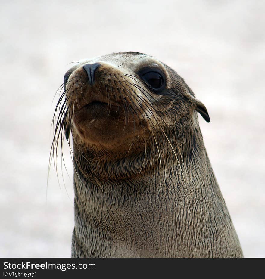 Galapagos Sea Lion