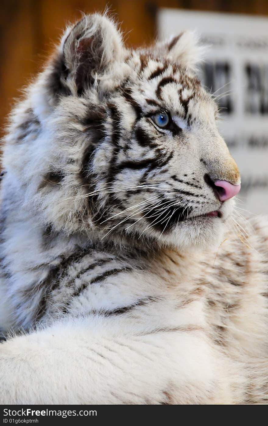 Close Up Of A White Tiger Cub