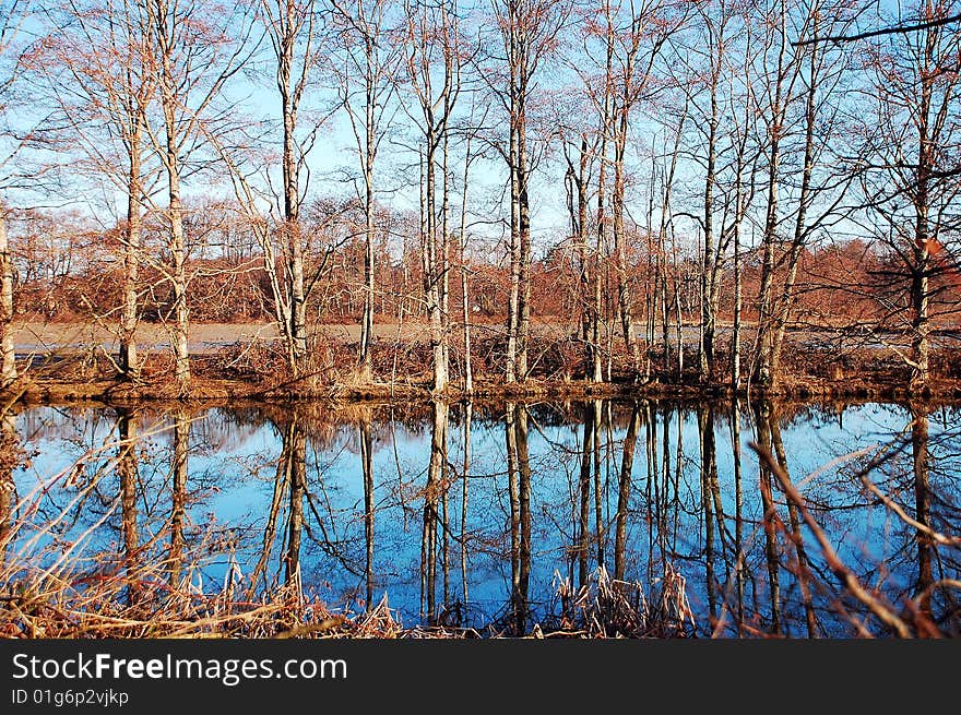 Reflective Pond In Winter