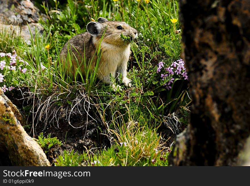 This small flower gathering animal looks like a large mouse, but is more closely related to the rabbit family. They make their homes in rocky outcroppings, usually above 8,000 feet, or above the tree line. This small flower gathering animal looks like a large mouse, but is more closely related to the rabbit family. They make their homes in rocky outcroppings, usually above 8,000 feet, or above the tree line.