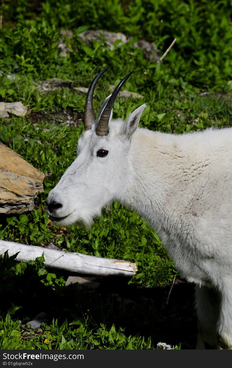 Mountain goats reside in high mountains,among cliffs that are inaccessible to most predators. These animals are not actually goats at all, but are more closely related to Pronghorn, or Antelope.