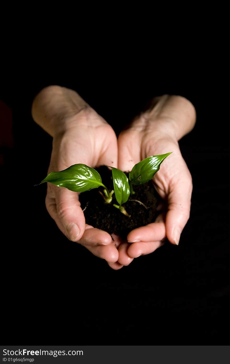 Fresh green plant held in hands. Fresh green plant held in hands