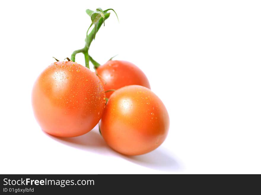 Three wet tomatoes on the vine