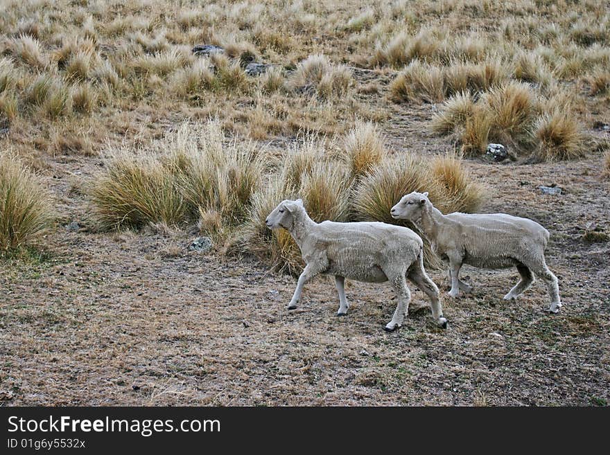 Two sheeps wandering uphill