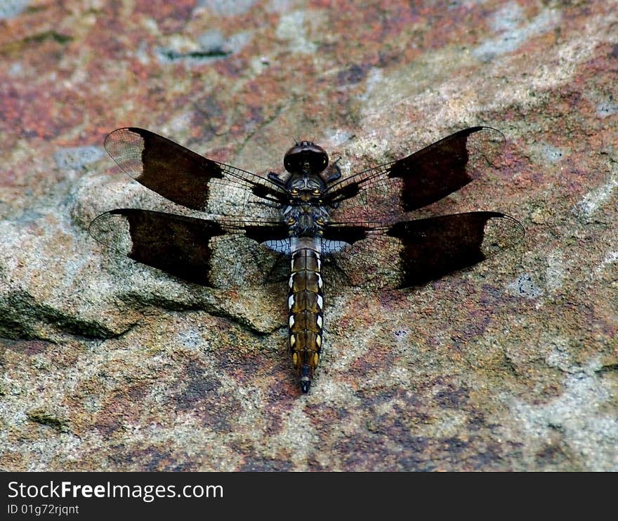 Close up photo of a female White Tail Dragonfly resting on a colorful rock.