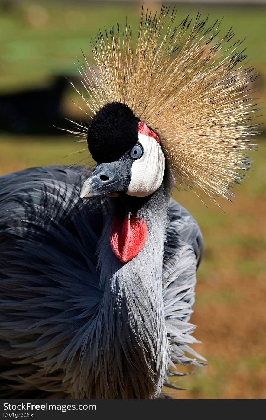 Black Crowned Crane