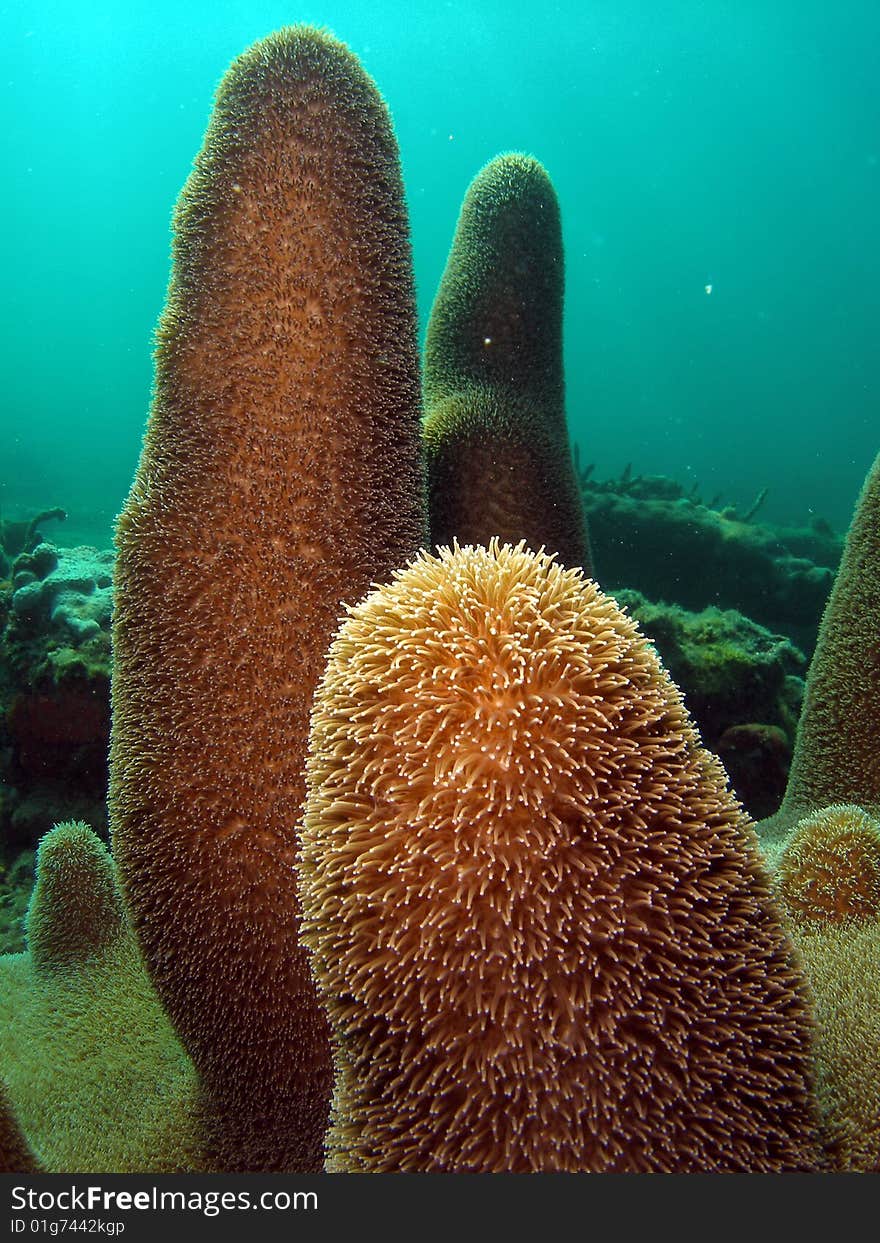 Pillar coral underwater in south Florida.