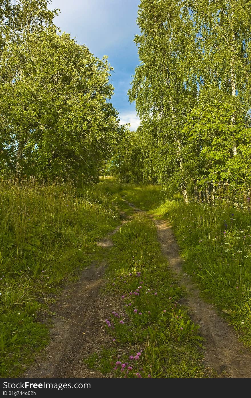 Earth road in summer forest near Kargopol, Russia