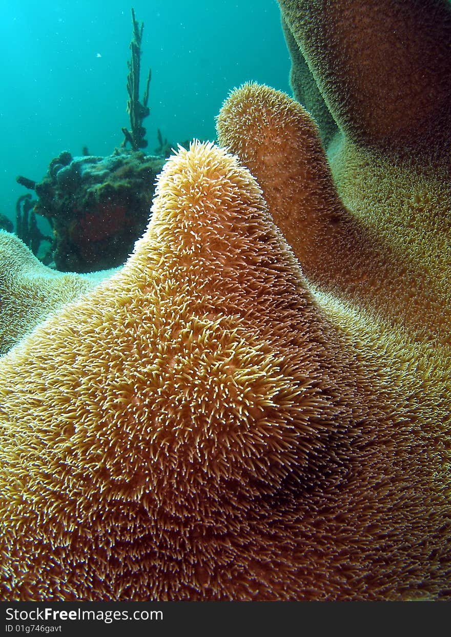 Close-up of pillar coral underwater in south Florida.