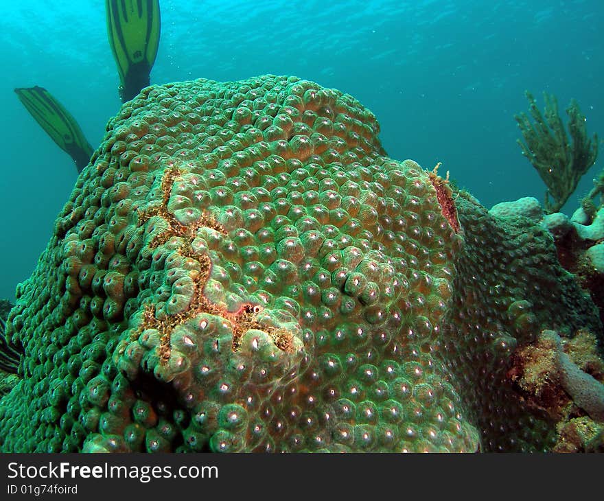 Green Star Coral