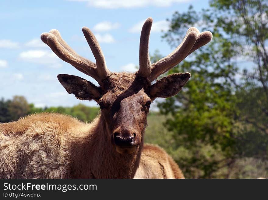 Early summer photo of a bull elk with antlers in velvet.