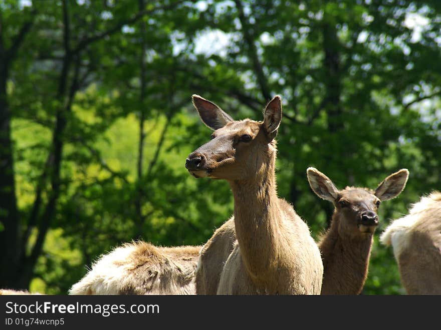 Two female elk standing alert in a early summer meadow.