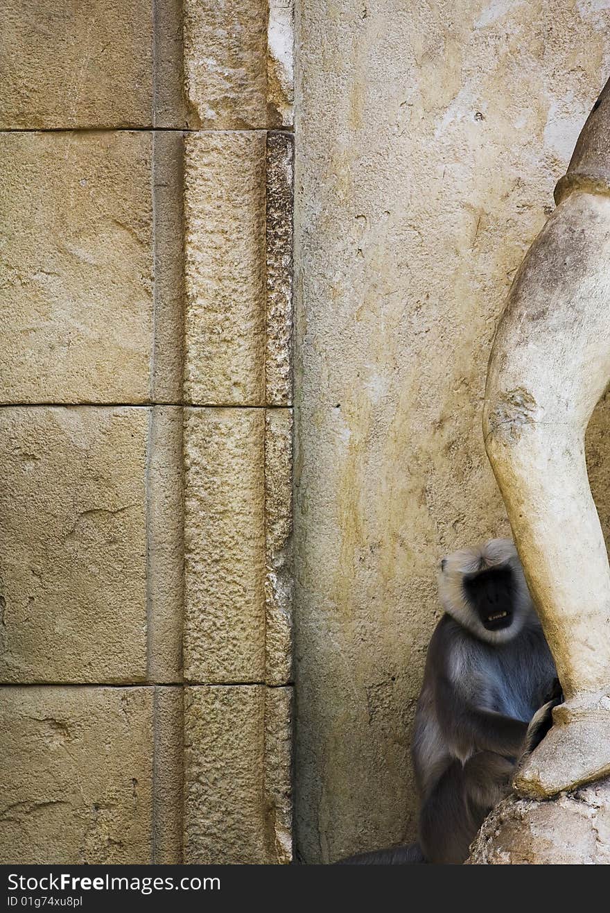 A white-cheeked Gibbon hiding behind a statue. A white-cheeked Gibbon hiding behind a statue