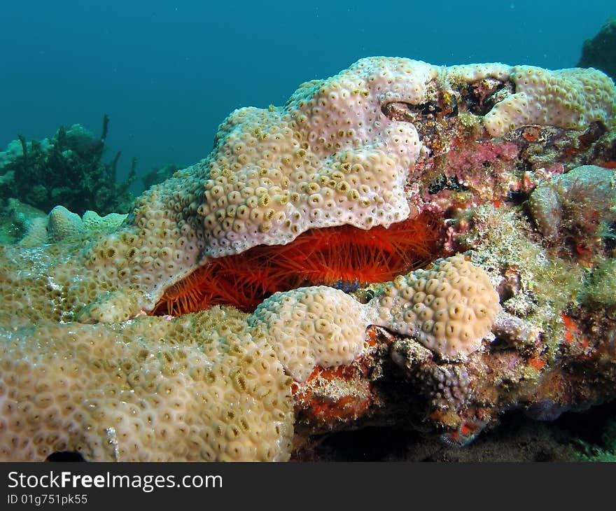 Rough Fileclam in coral underwater in south Florida.