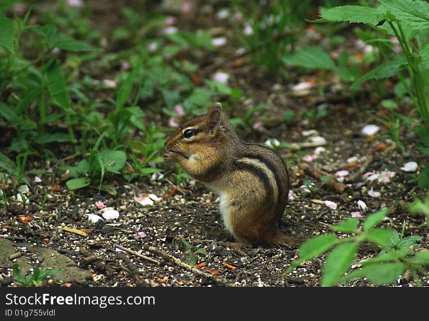 Eastern Chipmunk