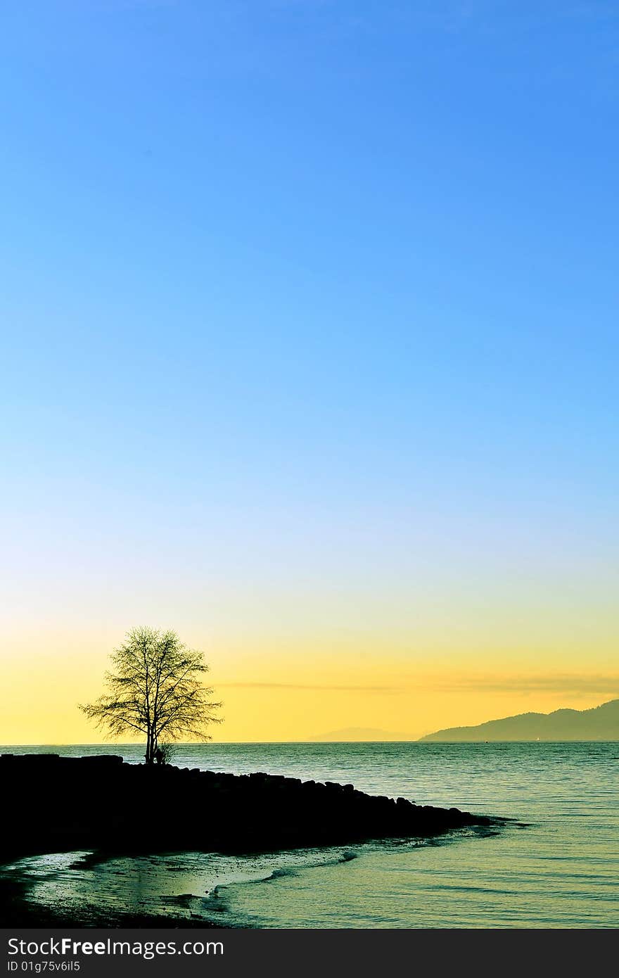 Tree in sunset