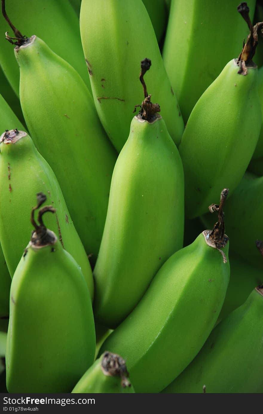 Tropical Green Bananas in Maui, Hawaii