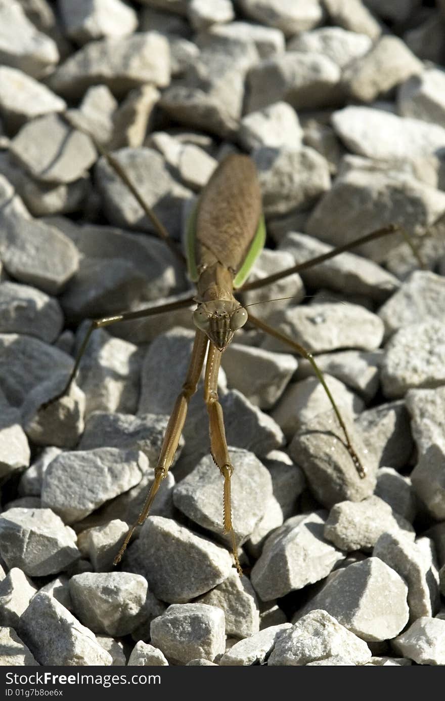 Image taken of a pray mantis on some rocks. Image taken of a pray mantis on some rocks