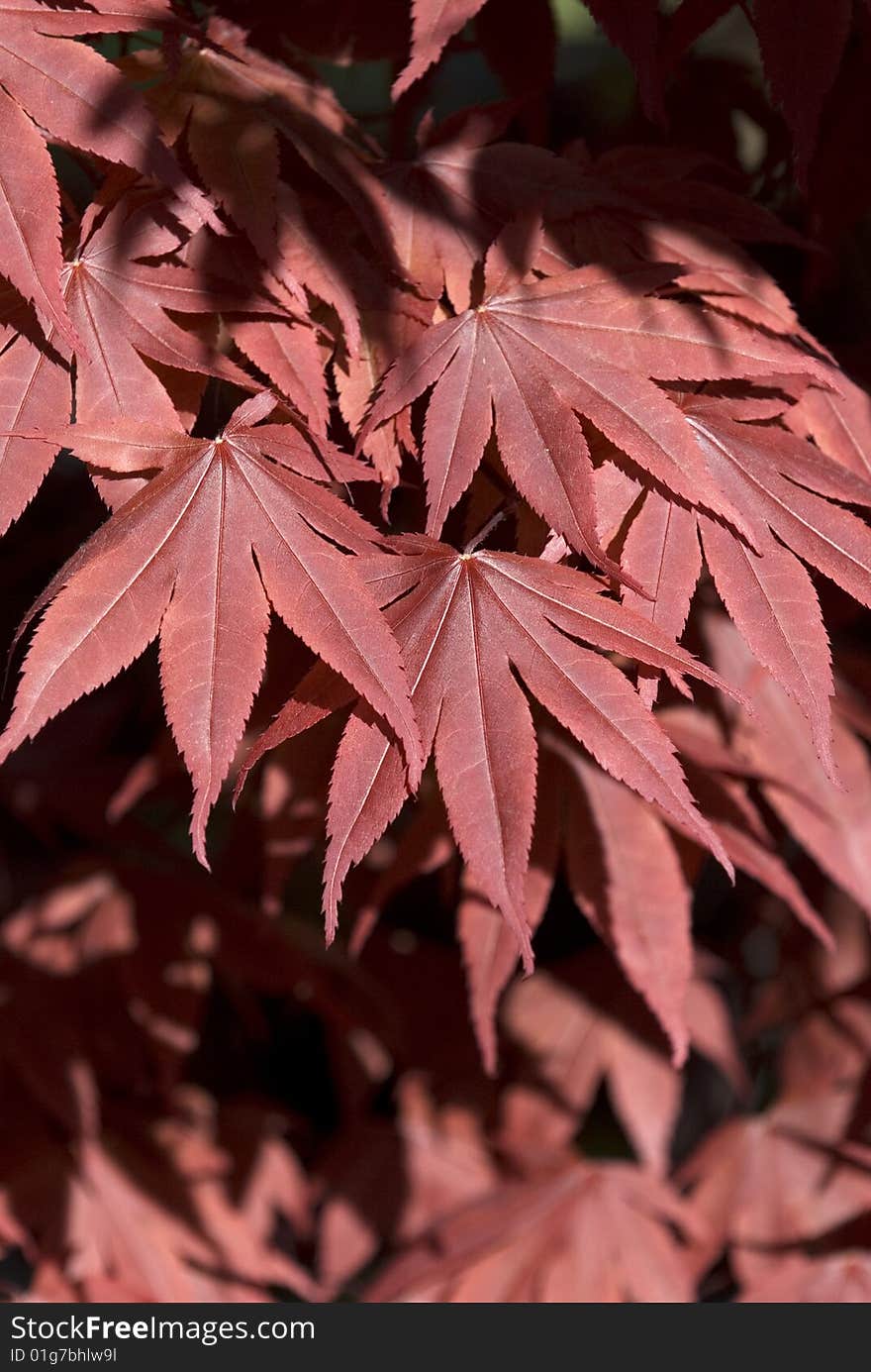 Image taken of a tree that has started to change color in the fall time. Image taken of a tree that has started to change color in the fall time