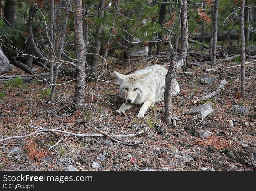 Picture of a wolf in Yellowstone National Park