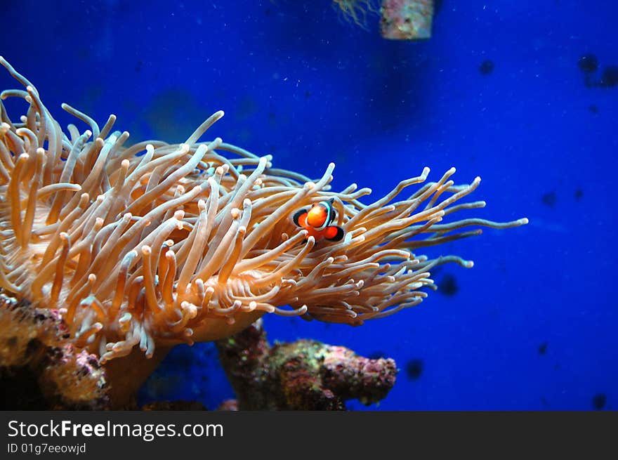 Clown Fish