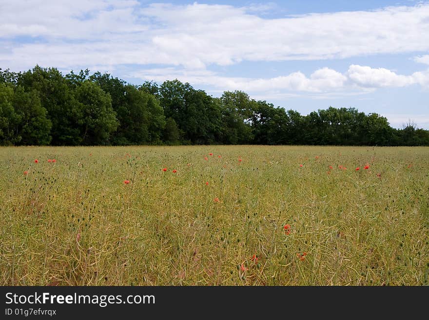 Wheat field with red poppies