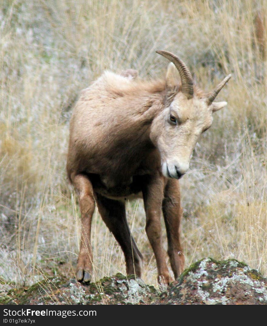 Bighorn Sheep Grassy Background