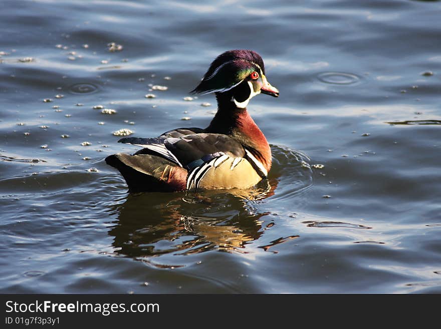 A wood Duck on clear blue water. A wood Duck on clear blue water