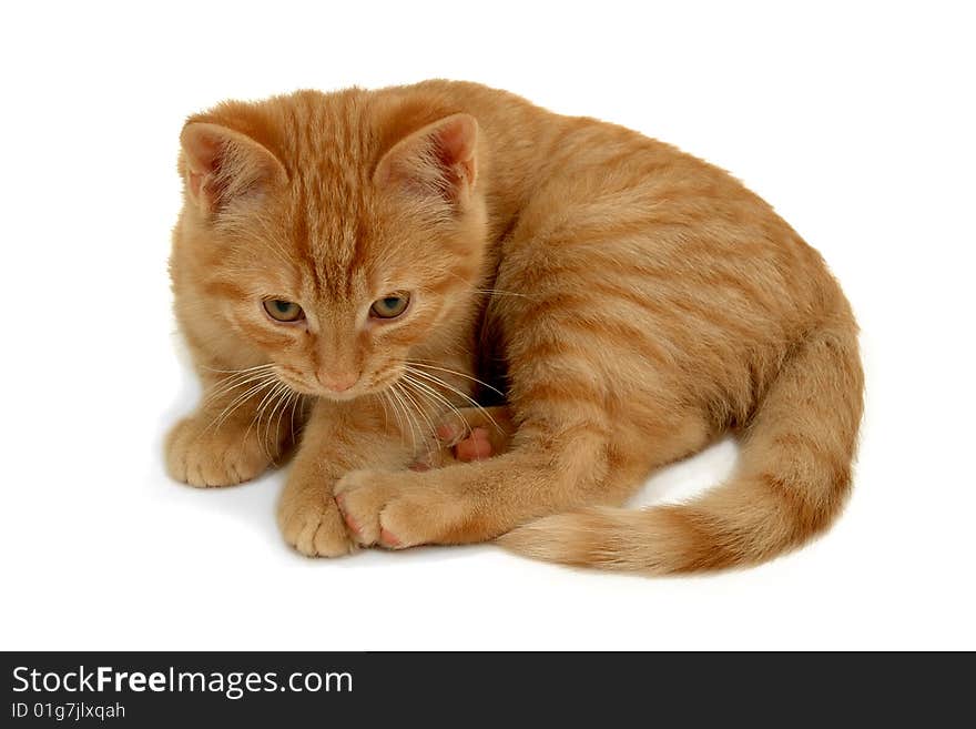 Sweet small kitten on a white background