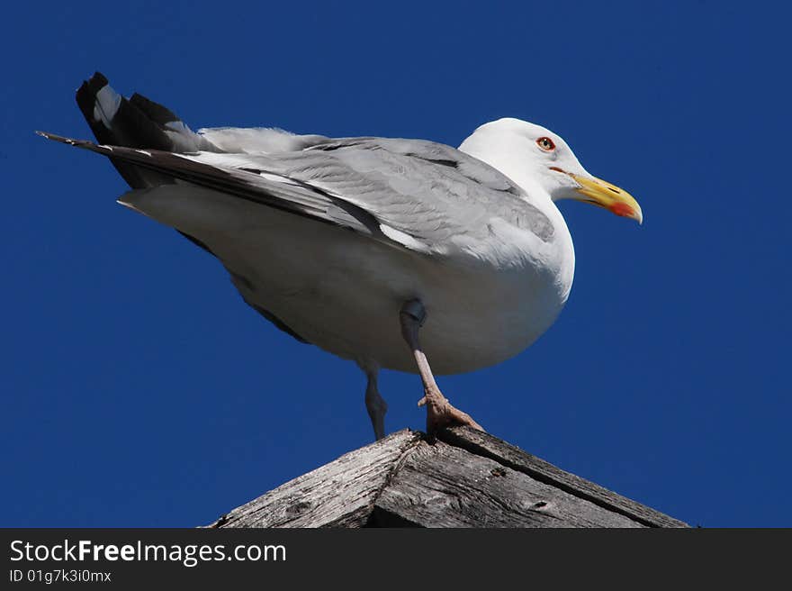 Seagull