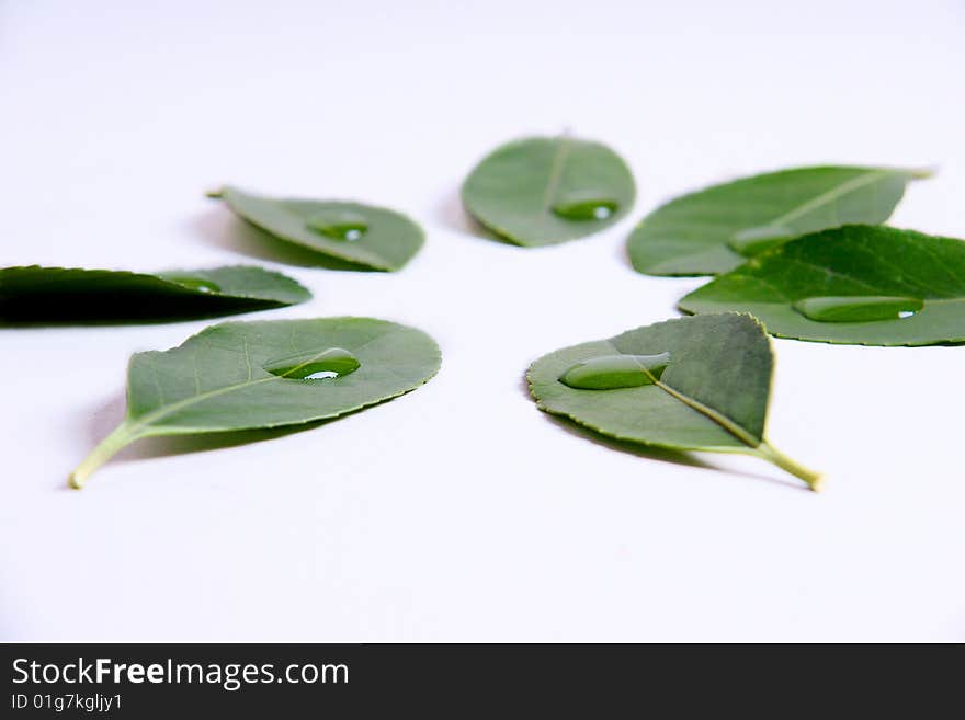 Leaves And Dew