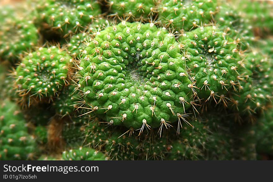 Needled green plant from desert. Needled green plant from desert