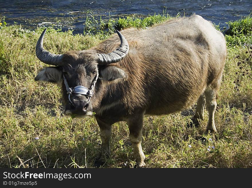 Water Buffalo