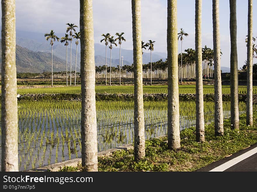 A typical Asian landscape.  Palm trees form orderly patterns, rising about rice paddies.  Mountains in the background. A typical Asian landscape.  Palm trees form orderly patterns, rising about rice paddies.  Mountains in the background