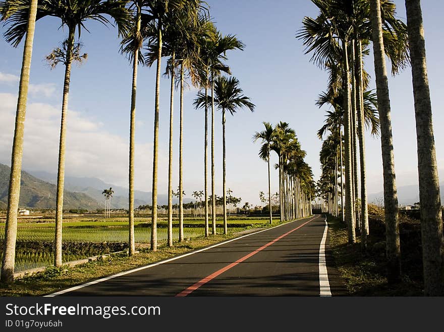 A typical Asian landscape.  Palm trees form orderly patterns, rising about rice paddies.  A bicyle path adds a tourist dimension to this picture. Mountains in the background. A typical Asian landscape.  Palm trees form orderly patterns, rising about rice paddies.  A bicyle path adds a tourist dimension to this picture. Mountains in the background