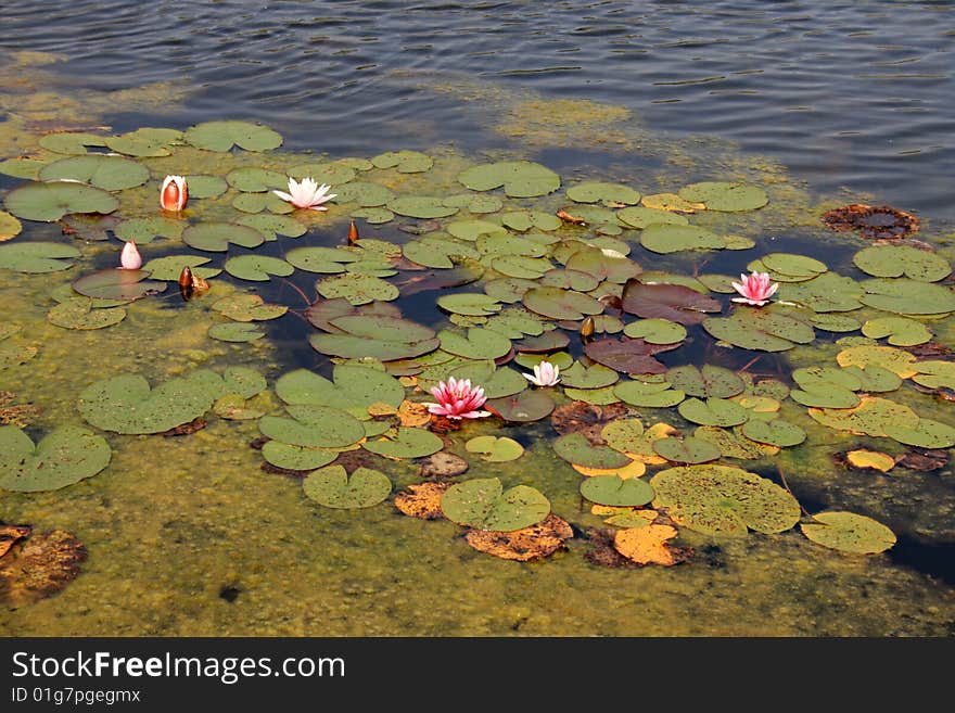 Water lilies and duckweed on the pond