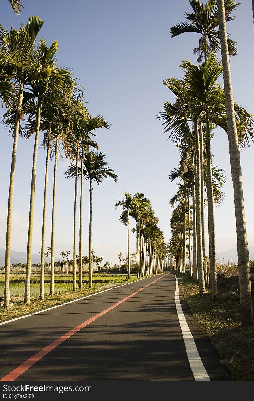 A typical Asian landscape.  Palm trees form orderly patterns, rising about rice paddies.  A bicyle path adds a tourist dimension to this picture. Mountains in the background. A typical Asian landscape.  Palm trees form orderly patterns, rising about rice paddies.  A bicyle path adds a tourist dimension to this picture. Mountains in the background