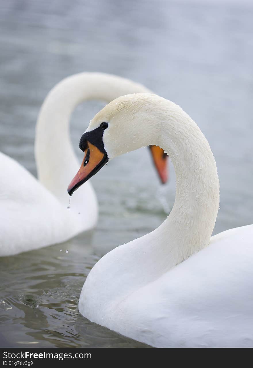 White Swans splash with water on the lake