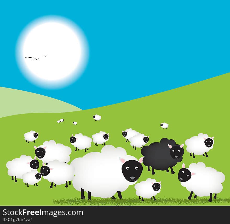 Sheep In Field, One Black