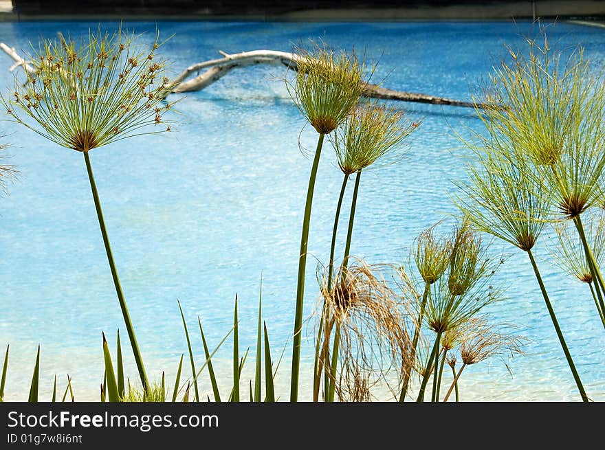 Plant in front of sea