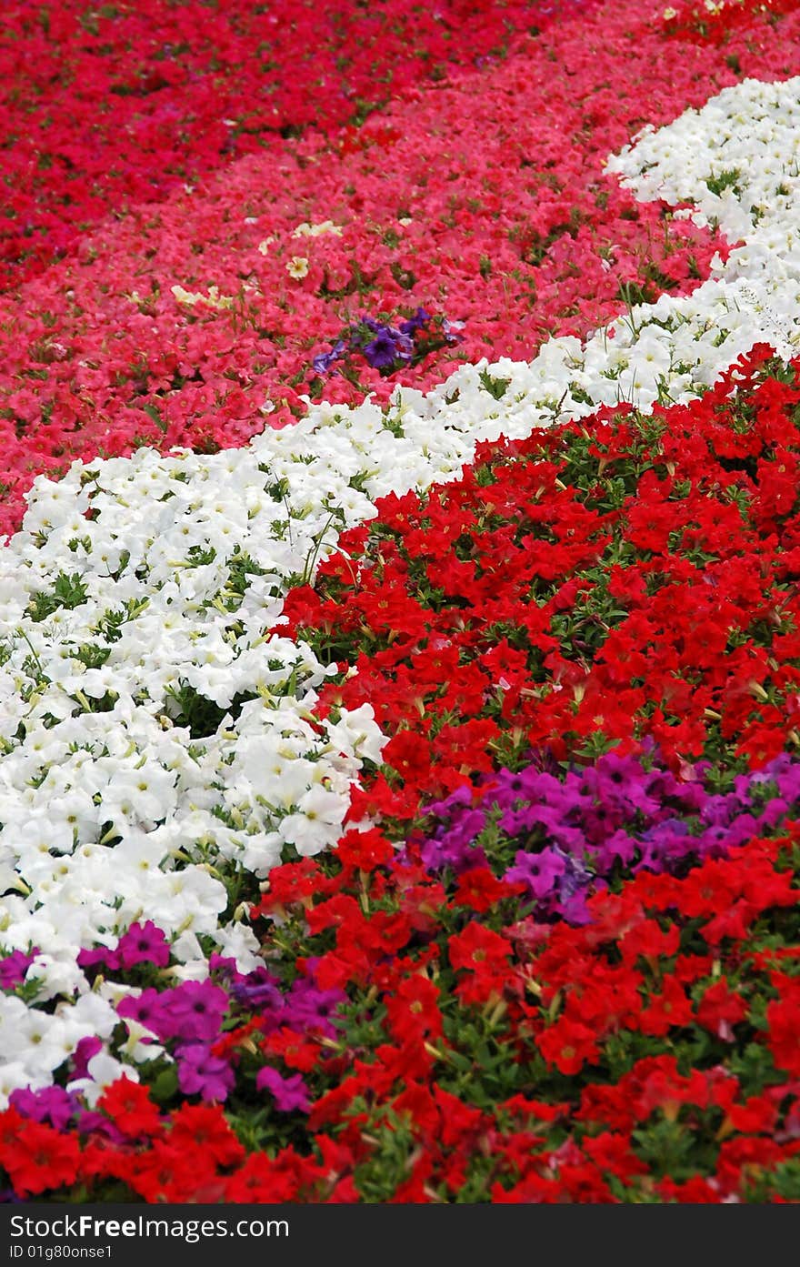 Hundreds of beautifual and colorful flowers. Hundreds of beautifual and colorful flowers