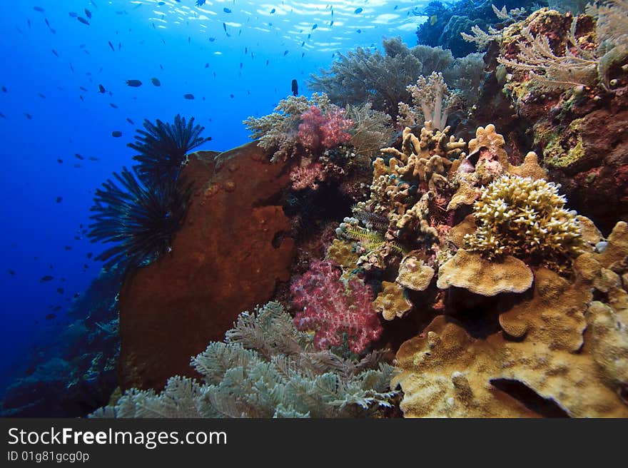 Sloping vertical wall off Bunaken Island