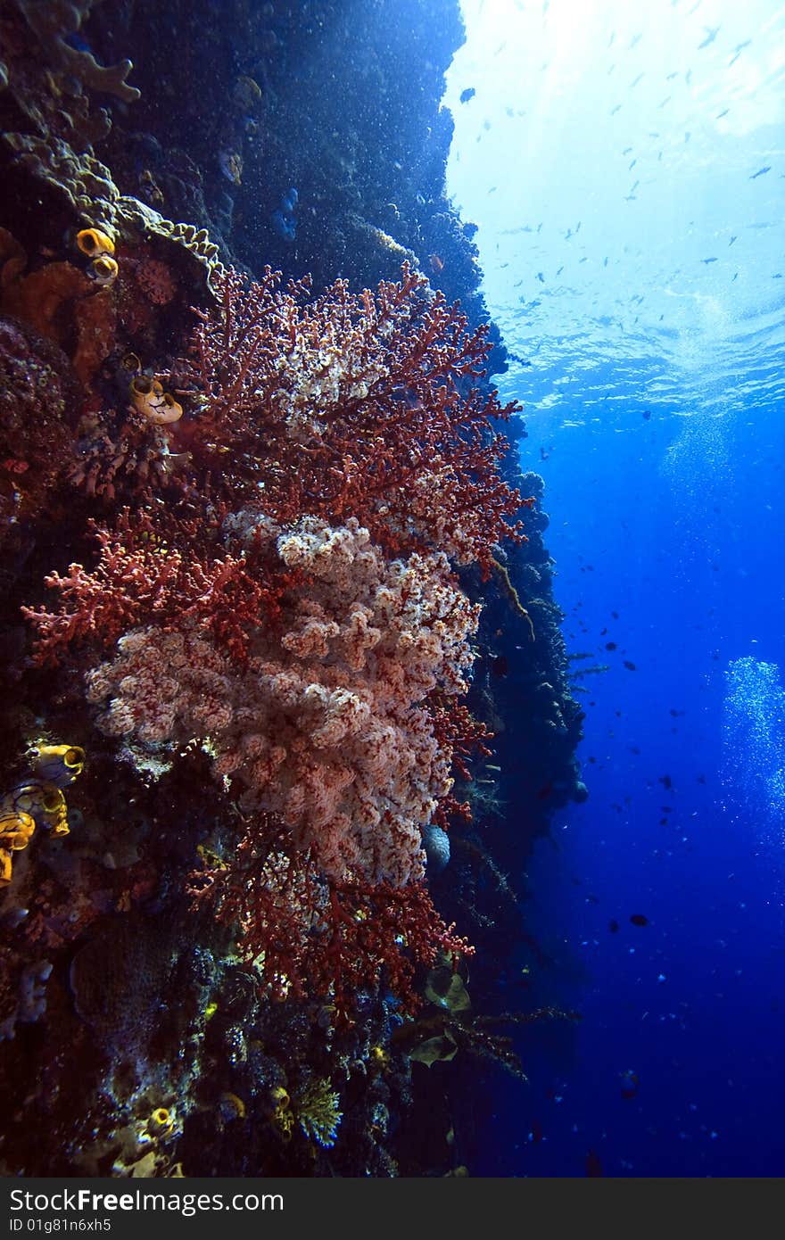 Large gorgonian fan on vertical wall off Bunaken island