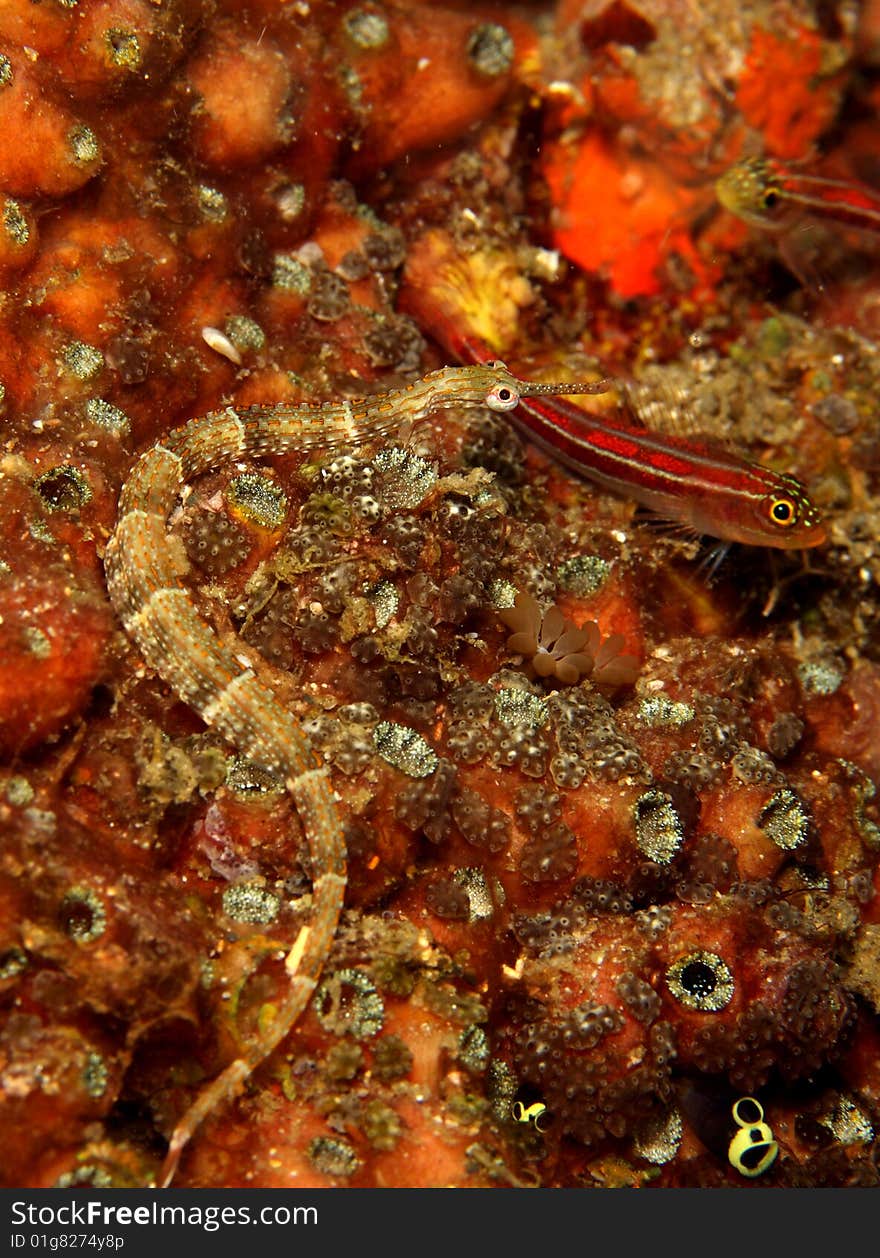 Orange-spotted pipefish (Corythoichthys ocellatus) on the coral reef feeding at night