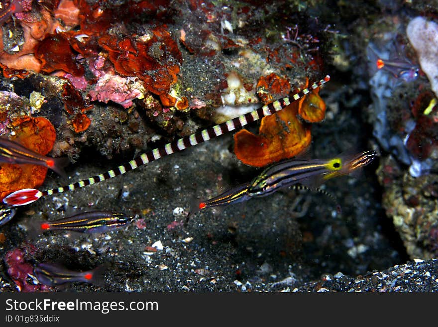 Ringed pipefish (Doryrhamphus dactyliophorus) swimming on coral reef with other fish