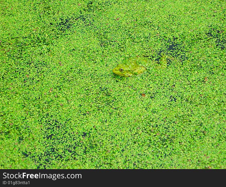 Frog in duckweed (bright green photography)